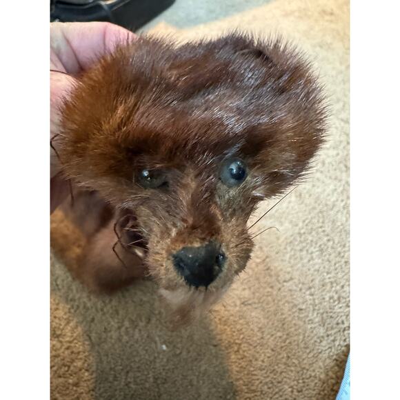 TANNED MINK PELT 29” Scarf Drape Stole Wrap Collar Natural Leather Taxidermy - Picture 15 of 16